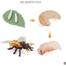 Huizongxu Çocuk Bilişsel Bilim Eğitimi Modeli Döngüsü Kelebek, Uğur Böceği, Tavuk Yaşam Döngüsü Heykelcik Plastik Modeller Çocuk Oyuncak (Yurt Dışından)