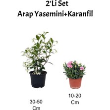 Serada Decor Plant 2'li Set Arap Yasemini+ Pembe Karanfil Çiçeği Dış Mekan Bitkisi
