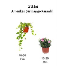 Serada Decor Plant 2'li Set Amerikan Sarmaşığı + Pembe Karanfil Fidanı Dış Mekan Bitkisi