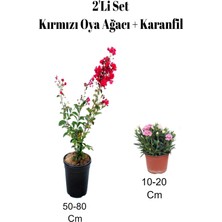 Serada Decor Plant 2'li Set Kırmızı Oya Ağacı Fidanı+ Karanfil Dış Mekan Bitkisi