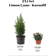 Serada Decor Plant 2'li Set Limon Kokulu Limon Çamı+ Pembe Karanfi Dış Mekan Bitkisi