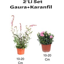 Serada Decor Plant 2'li Set Gaura Çiçeği+ Pembe Karanfi Çiçeği Dış Mekan Bitkisi