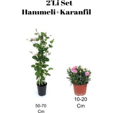 Serada Decor Plant 2'li Set Hanımeli+ Pembe Karanfil Çiçeği Dış Mekan Bitkisi