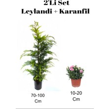 Serada Decor Plant 2'li Set Mis Kokulu Leylandi+ Pembe Karanfi Dış Mekan Bitkisi