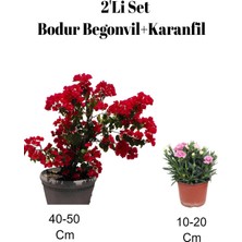 Bitkim Sende 2'li Set Kırmızı Bodur Begonvil+ Pembe Karanfil Çiçeği Dış Mekan Bitkisi