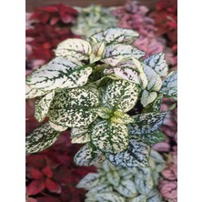 Bitkim Sende 1 Adet Saksılı Pembe Hostes Çiçeği (5 10 Cm) Dış Mekan Bitkisi