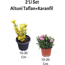 Serada Decor Plant 2'li Set Altuni Taflan Fidanı + Pembe Karanfil Çiçeği Dış Mekan Bitkisi