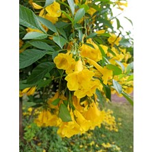 Serada Decor Plant Videolusarı Acem Borusu Çiçeği Fidanı (60 80 Cm)1 Adet Saksılı Dış Mekan Bitkisi Borazan