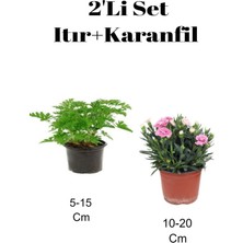 Serada Decor Plant 2'li Set Itır Çiçeği ( Gül Damlası)+ Pembe Karanfil Balkon Dış Mekan Bitkisi