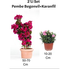 Serada Decor Plant 2'li Set Pembe Gelin Begonvili+ Pembe Karanfil Dış Mekan Bitkisi