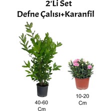 Serada Decor Plant 2'li Set Defne Çalısı Karanfil+Pembe Karanfil Dış Mekan Bitkisi