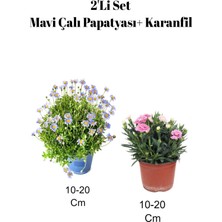Serada Decor Plant 2'li Set Mavi Çalı ( Maviş) Paptyası+ Pembe Karanfil Çiçeği Dış Mekan Bitkisi