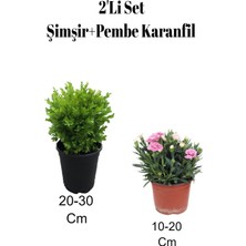 Serada Decor Plant 2'li Set Dekoratif Şimşir Bitkisi + Karanfil Çiçeği Dış Mekan Bitkisi