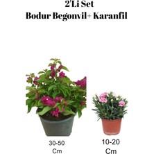 Serada Decor Plant 2'li Set Koyu Pembe Bodur Begonvil+ Karanfil Çiçeği Dış Mekan Bitkisi