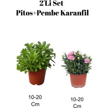 Serada Decor Plant 2'li Set Pitos Bitkisi+ Pembe Karanfil Çiçeği Dış Mekan Bitkisi