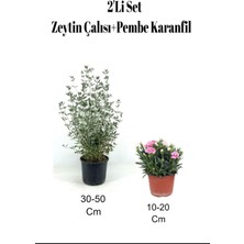 Serada Decor Plant 2'li Set Zeytin Çalısı+ Pembe Karanfil Çiçeği Dış Mekan Bitkisi