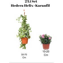 Bitkim Sende 2'li Set Hedera Helix Duvar Sarmaşığı+ Karanfil Dış Mekan Bitkisi