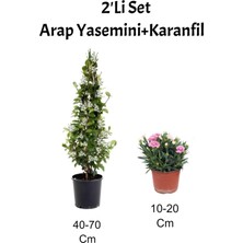 Bitkim Sende 2'li Set Mis Kokulu Arap Yasemini+ Pembe Karanfil Çiçeği Dış Mekan Bitkisi