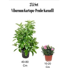 Bitkim Sende 2'li Set Bahçe Dekoratifi Viburnum Kartopu+ Pembe Karanfil Çiçeği Dış Mekan Bitkisi