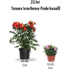 Bitkim Sende 2'li Set Turuncu Acem Borusu+ Pembe Karanfil Çiçeği Dış Mekan Bitkisi