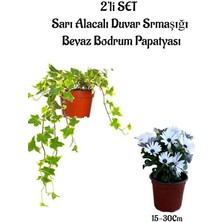 Serada Decor Plant Sarı Alacalı Hedera Helix Sarmaşık+Beyaz Bodrum Papatyası 2'li Peyzaj Seti