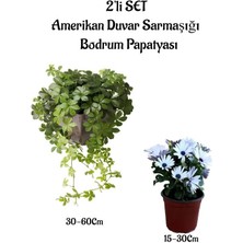 Serada Decor Plant Amerikan Duvar Sarmaşığı+Beyaz Bodrum Papatyası 2'li Bahçe Peyzaj Seti