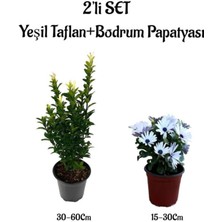 Serada Decor Plant Yeşil Renktaflan Çit Bitkisi+Beyaz Renk Bodrum Papatyası 2'li Set Peyzaj Bitkileri