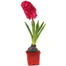 Serada Decor Plant Mis Kokulu Kırmızı Renk Sümbül Çiçeği 10-20CM Bahçe Peyzaj Bitkisi