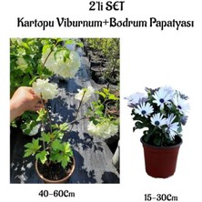Serada Decor Plant Beyaz Kartopu(Viburnum) Çiçeği+Beyaz Bodrum Papatyası 2'li Peyzaj Seti