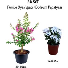 Serada Decor Plant Pembe Renk Oya Ağacı Fidanı+Beyaz Bodrum Papatyası 2'li Bahçe Peyzaj Seti