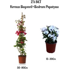 Bitkim Sende Kırmızı Renk Begonvil Fidanı+Beyaz Renk Bodrum Papatyası 2'li Set Peyzaj Bitkileri