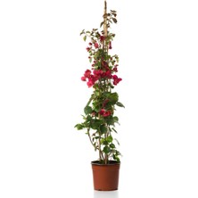 Bitkim Sende Kırmızı Renk Begonvil Fidanı+Beyaz Renk Bodrum Papatyası 2'li Set Peyzaj Bitkileri