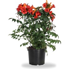 Serada Decor Plant Turuncu Renk Acem Borusu/borazan+Beyaz Bodrum Papatyası 2'li Set Peyzaj Bitkileri