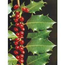 Aydoğdu Çoban Püskülü Fidanı Ilex Aquifolium