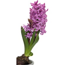 Serada Decor Plant Mis Kokulu Mor Renk Sümbül Çiçeği 10-20CM Bahçe Peyzaj Bitkisi