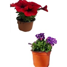 Serada Decor Plant Mor Benkli+Kırmızı Renk Mini Petunya Çiçeği 10-20CM 2'li Bahçe Peyzaj Seti