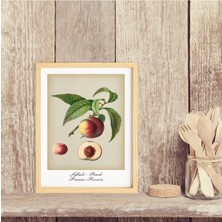 Ayışığı Dizayn Mutfak Vintage Fruits Şeftali-Peach Ahşap Çerçeveli Poster Tekli Dekor Duvar Tablo Seti