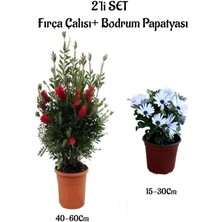 Bitkim Sende Kırmızı Renk Fırça Çalısı+Beyaz Bodrum Papatyası 2'li Bahçe Peyzaj Seti