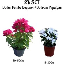 Bitkim Sende Bodur Pembe Renk Begonvil+Beyaz Bodrum Papatyası 2'li Peyzaj Seti