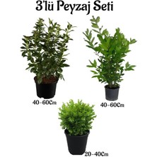 Bitkim Sende Viburnum(Kartopu) Fidanı+Defne Fidanı+Çalı Şimişiri 3'lü Bahçe Peyzaj Seti