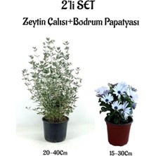 Serada Decor Plant Zeytin Çalısı+Beyaz Renk Bodrum Papatyası 2'li Bahçe Peyzaj Seti Dış Mekan Bitkisi