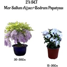 Serada Decor Plant Mor Salkım Ağacı Fidanı+Beyaz Bodrum Papatyası 2'li Bahçe Peyzaj Seti