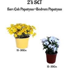 Serada Decor Plant Sarı Çalı Papatyası+Beyaz Renk Bodrum Papatyası 2'li Bahçe Peyzaj Seti