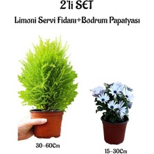 Serada Decor Plant Limoni Sevi Ağacı Fidanı+Beyaz Bodrum Papatyası 2'li Bahçe Peyzaj Seti