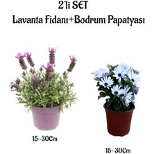 Serada Decor Plant Hoş Kokulu Lavanta Fidanı+Beyaz Bodrum Papatyası 2'li Bahçe Peyzaj Seti