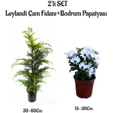 Serada Decor Plant Leylandi Çam Ağacı Fidanı+Beyaz Bodrum Papatyası 2'li Bahçe Peyzaj Seti