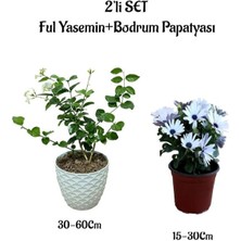 Serada Decor Plant Harika Kokulu Ful Yasemin Çiçeği+Beyaz Bodrum Papatyası 2'li Peyzaj Seti