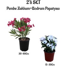 Serada Decor Plant Pembe Renk Zakkum Fidanı+Beyaz Bodrum Papatyası 2'li Bahçe Peyzaj Seti