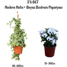 Serada Decor Plant Hedera Helix Duvar Sarmaşığı+Beyaz Bodrum Papatyası 2'li Peyzaj Seti