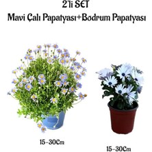 Serada Decor Plant Mavi Çalı Papatyası+Beyaz Bodrum Papatyası Saksılı 2'li Bahçe Peyzaj Seti
